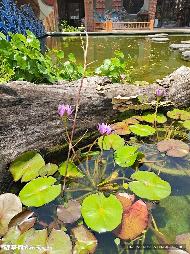 池塘睡莲与枯木景观