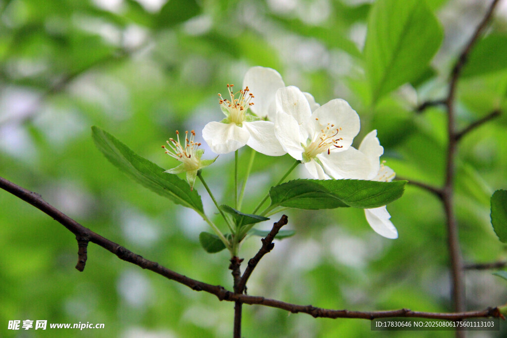 枝头绽放的洁白苹果花
