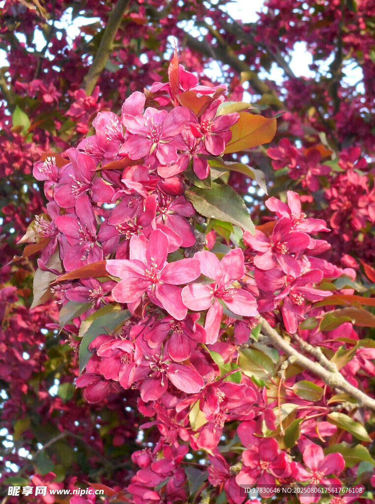 娇艳粉色繁花