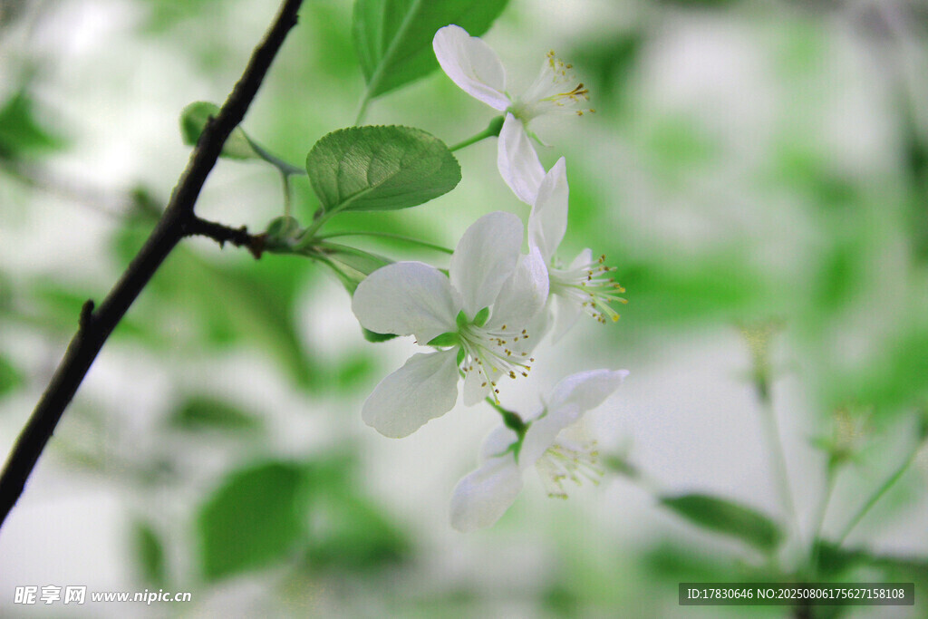 枝头绽放的洁白花朵