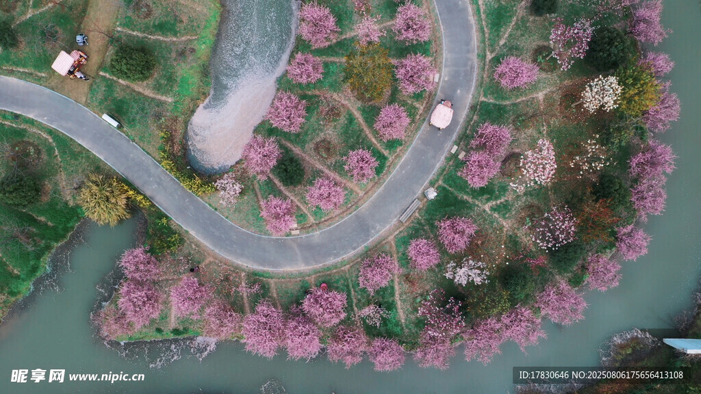 春日繁花环绕的蜿蜒道路