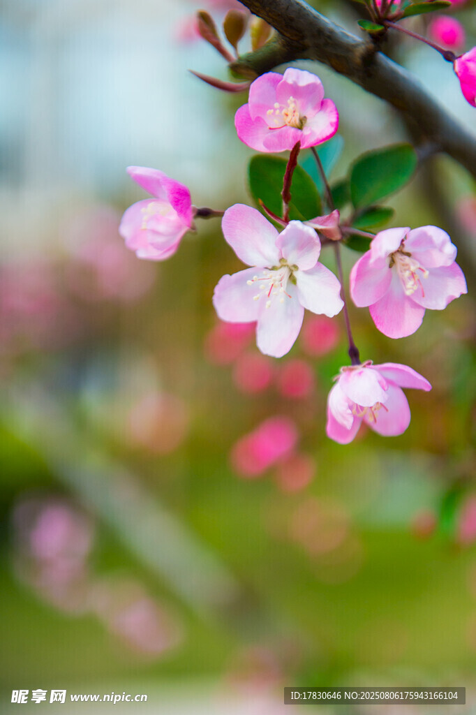 枝头绽放的粉嫩海棠花