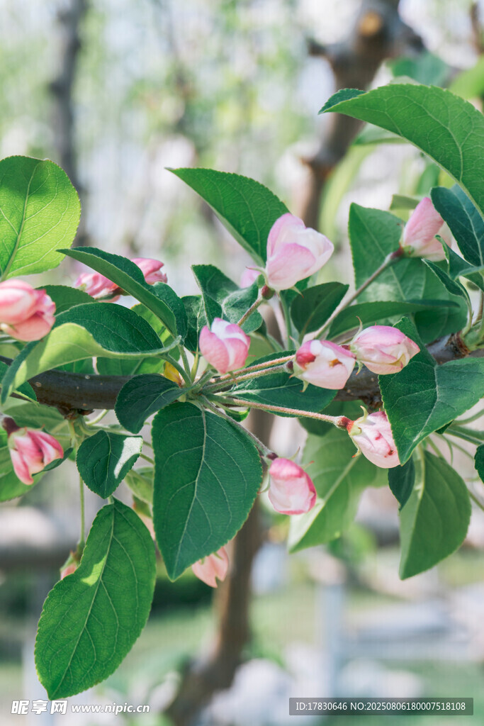 枝头绽放的粉嫩苹果花