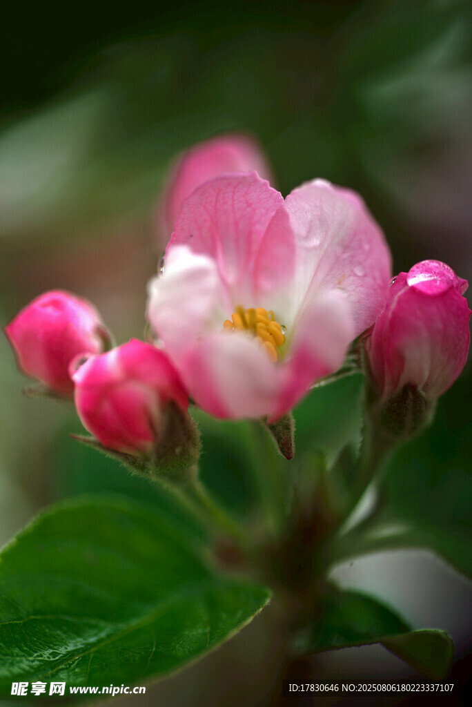 娇艳粉色海棠花绽放