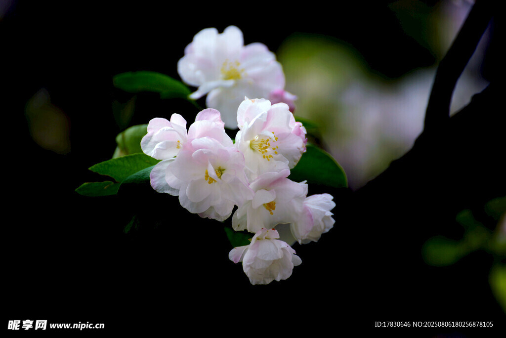 洁白茉莉花绽放