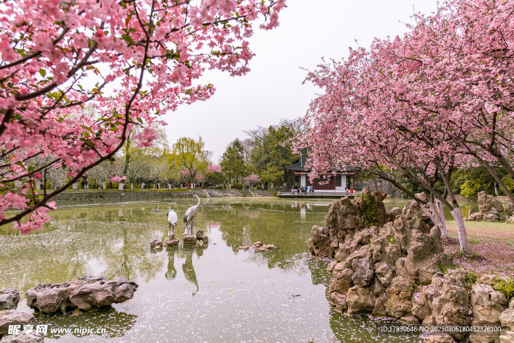 湖畔烂漫樱花美景