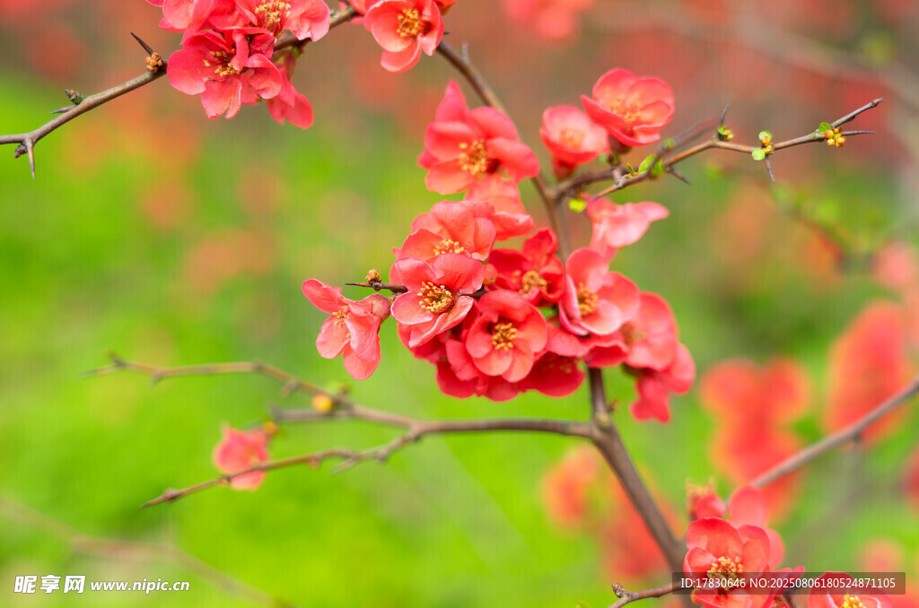 枝头绽放的艳丽红花朵