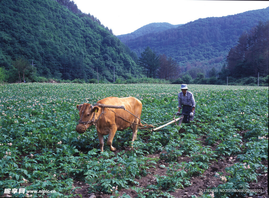 田间农民与牛劳作场景