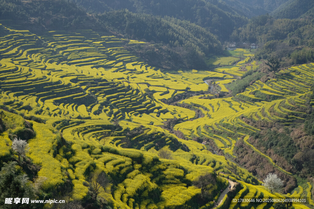 山间油菜梯田美景