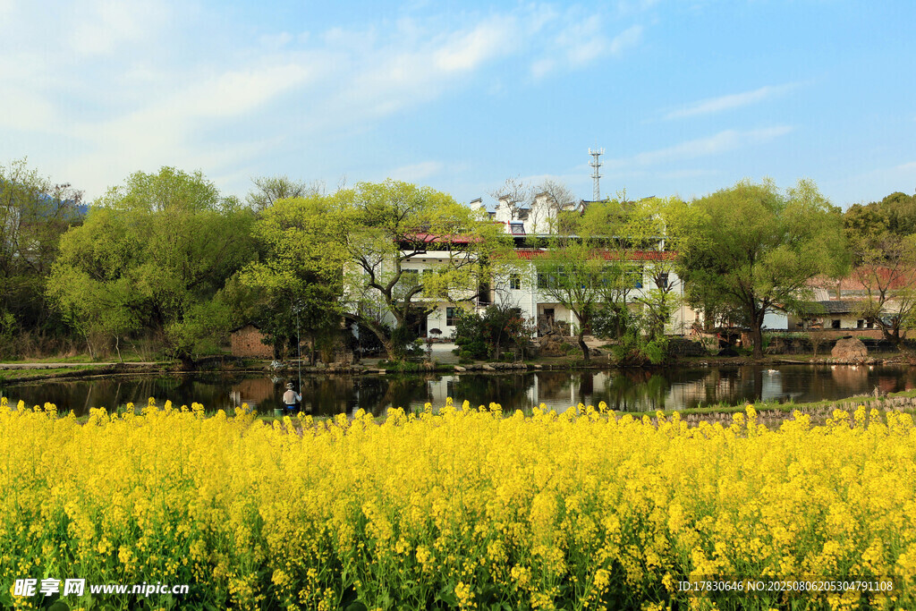 金黄油菜花海中的古朴建筑