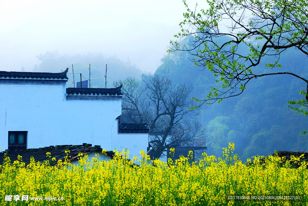 春日乡村油菜花与白墙景