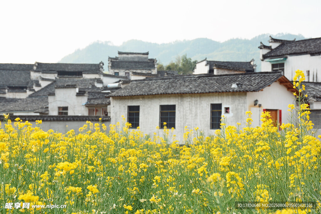徽派古村旁的灿烂油菜花田