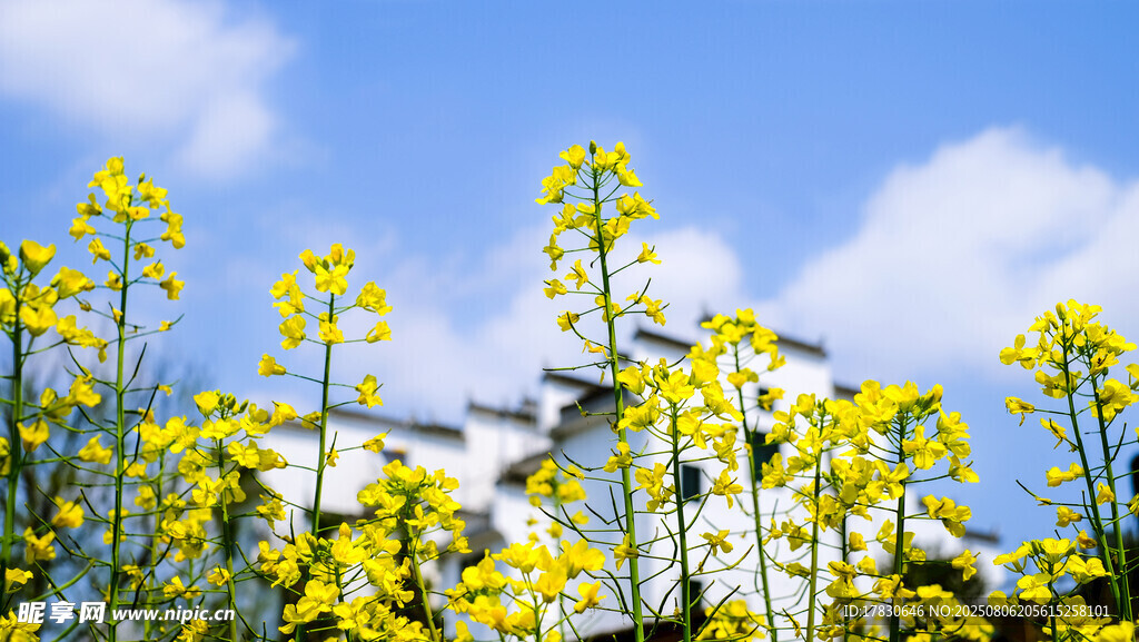 蓝天下的金黄油菜花与建筑
