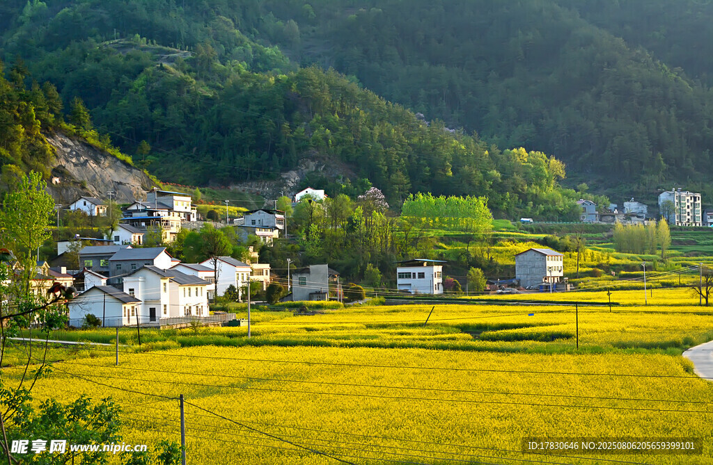 乡村金色田野与民居美景
