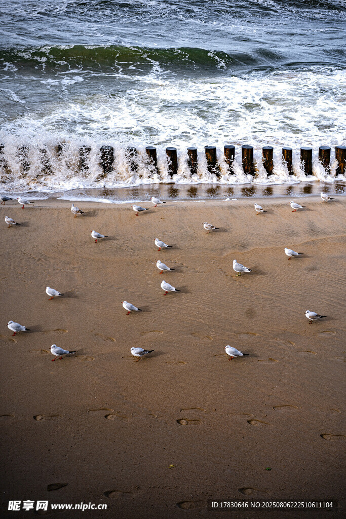 海滩上的海鸥与海浪