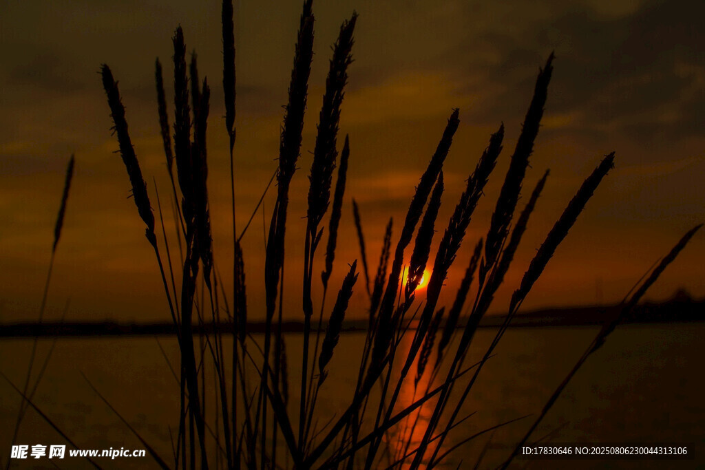 夕阳下的芦苇美景