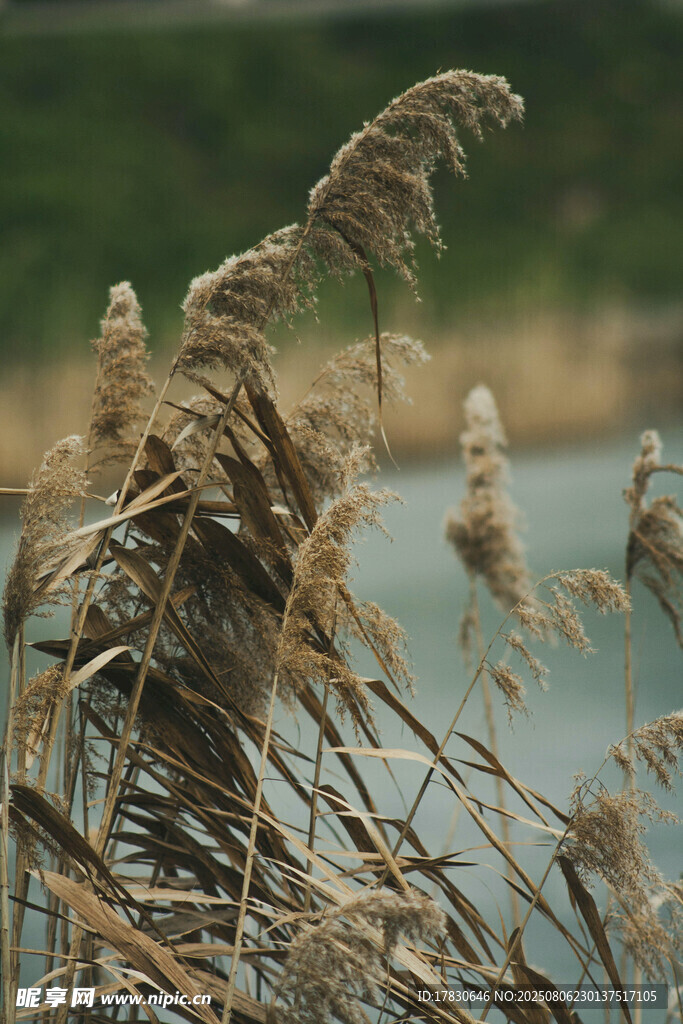 湖畔摇曳的枯黄芦苇