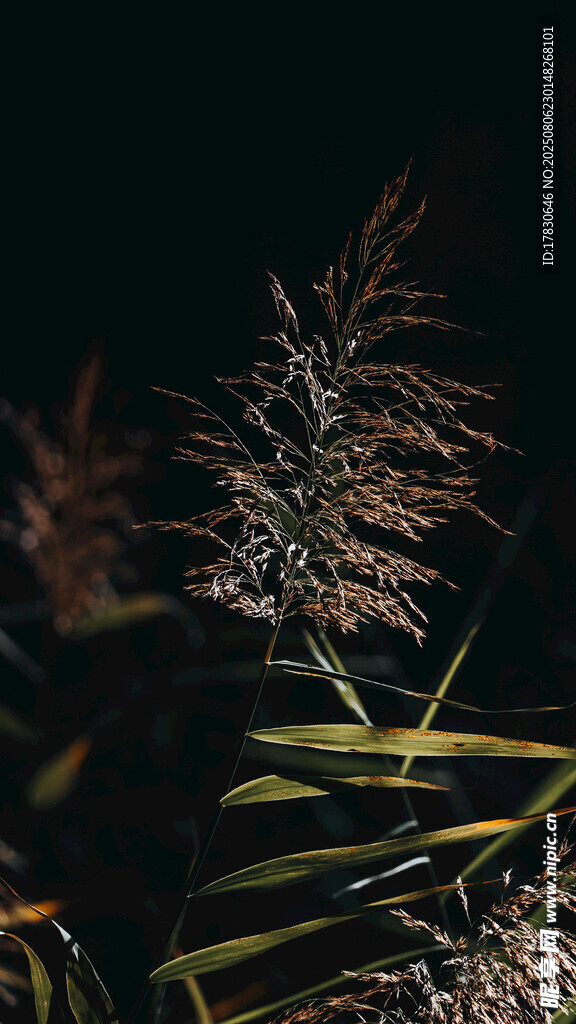 夜间芦苇特写