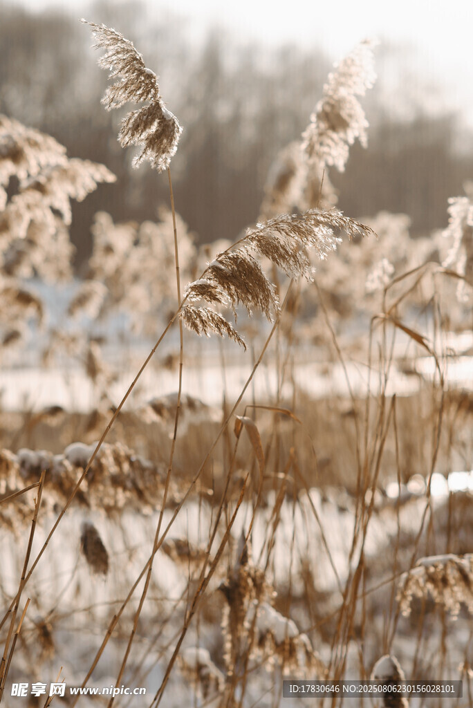 冬日雪覆芦苇美景