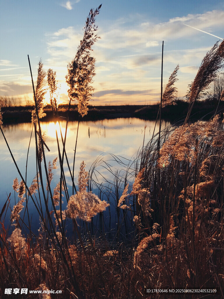 夕阳下湖畔摇曳的芦苇