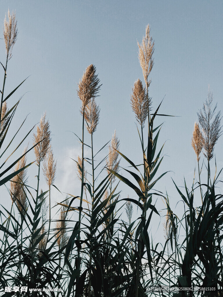 风中摇曳的芦苇
