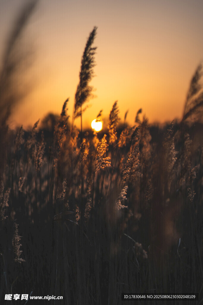 夕阳下的芦苇荡美景