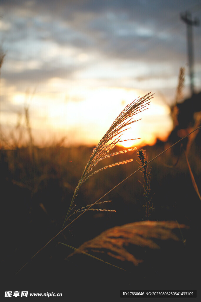 夕阳下的摇曳芦苇