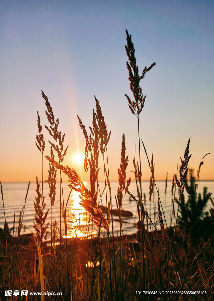 夕阳下的海边芦苇美景