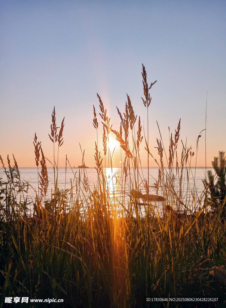 夕阳下的芦苇与波光海面