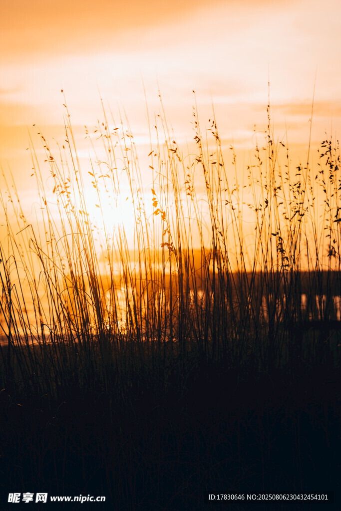夕阳下的芦苇美景
