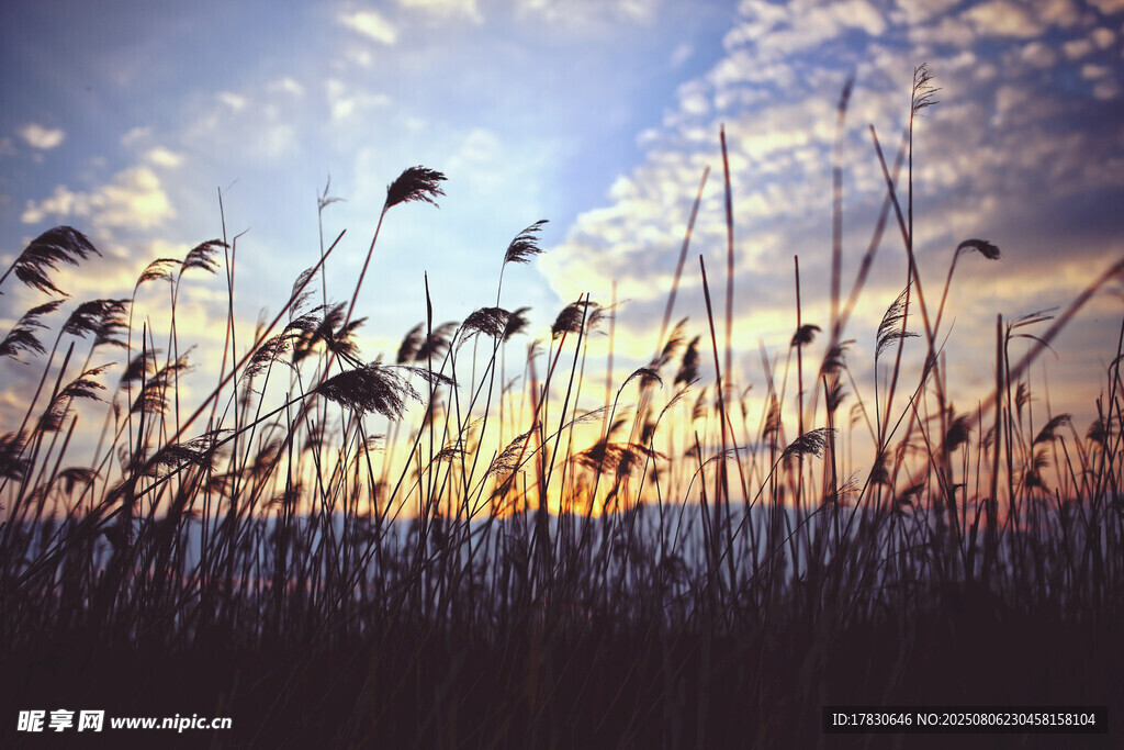 夕阳下的芦苇美景