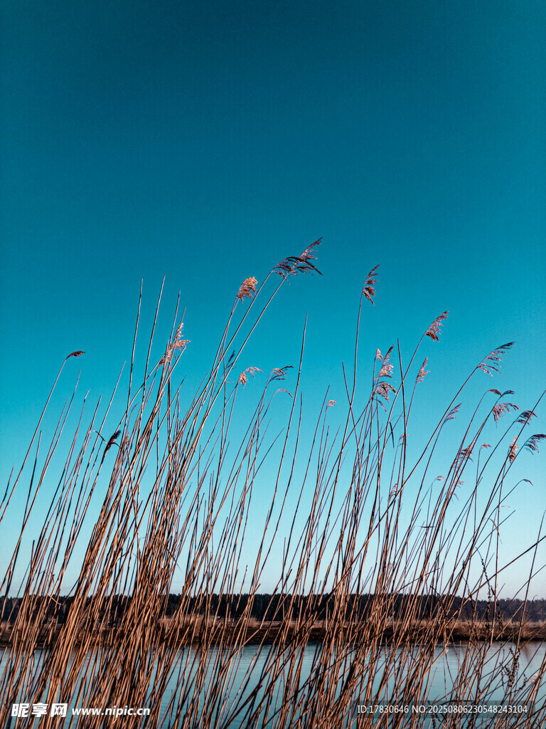 蓝天芦苇旁的水边景象