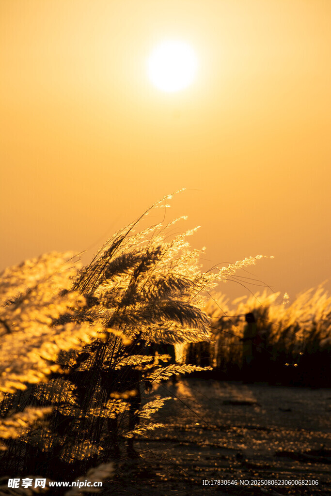 夕阳下的金色草地美景