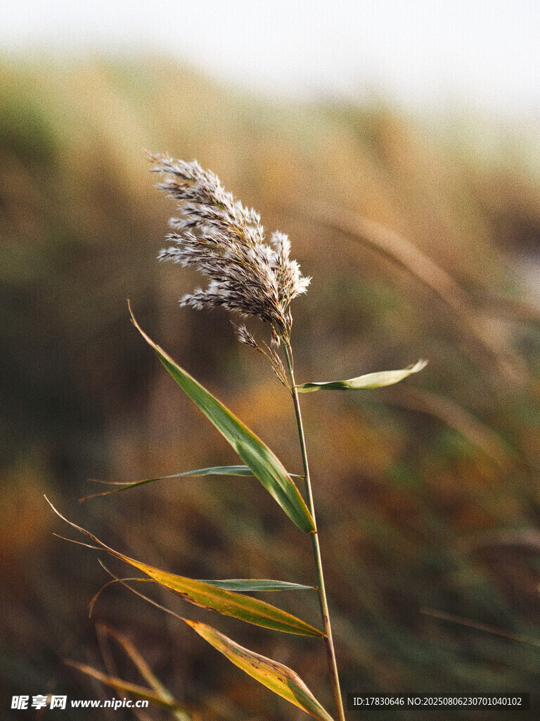 秋日单株芦苇特写