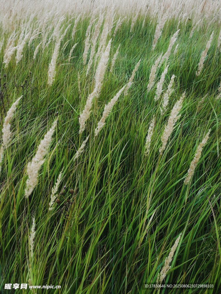 风中摇曳的绿色芦苇丛