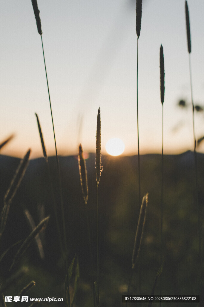 夕阳下的草影