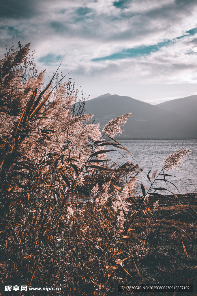 湖畔苇草与朦胧山水景致