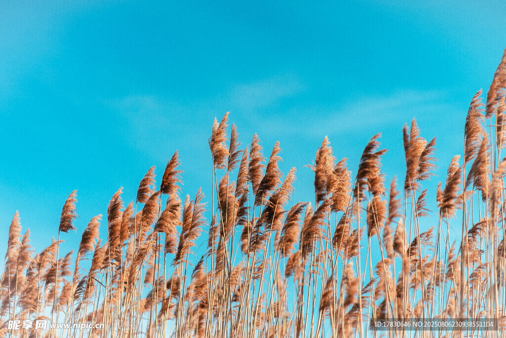 蓝天映衬下的摇曳芦苇