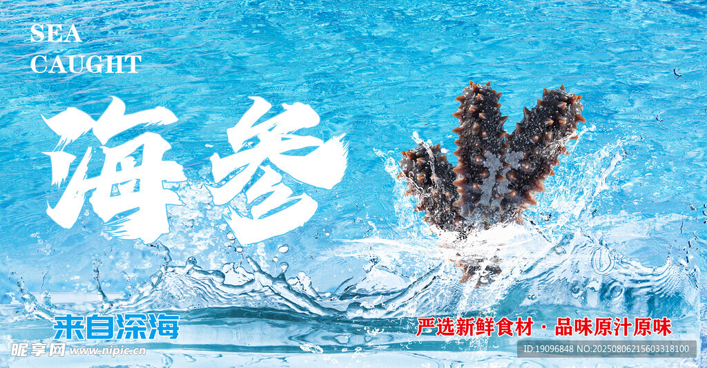 野生海参