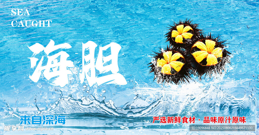 海胆