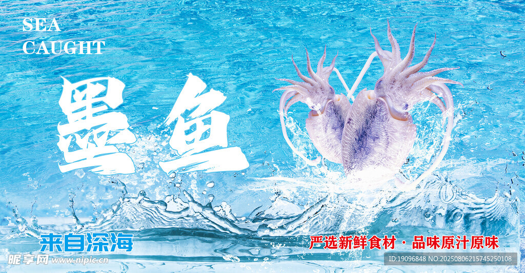墨鱼