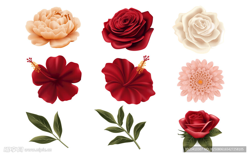 花卉素材插图