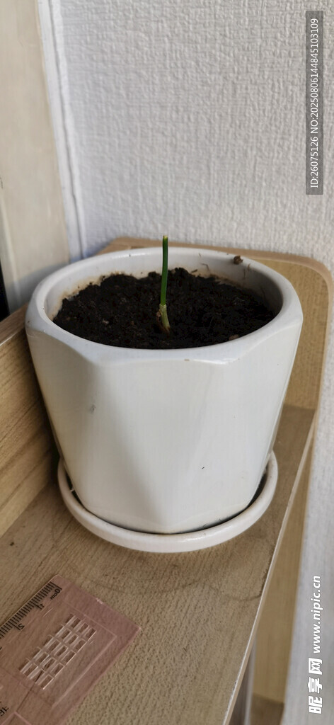 白色花盆中的绿植幼苗