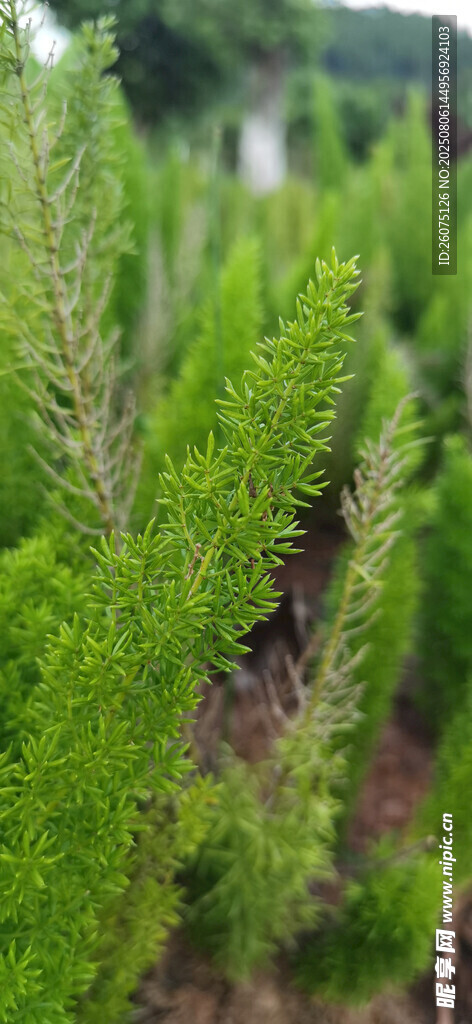 翠绿挺拔的狐尾天门冬植物景观