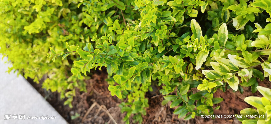 翠绿灌木植物展示