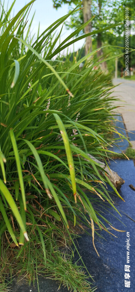 翠绿茂盛的户外植物景观