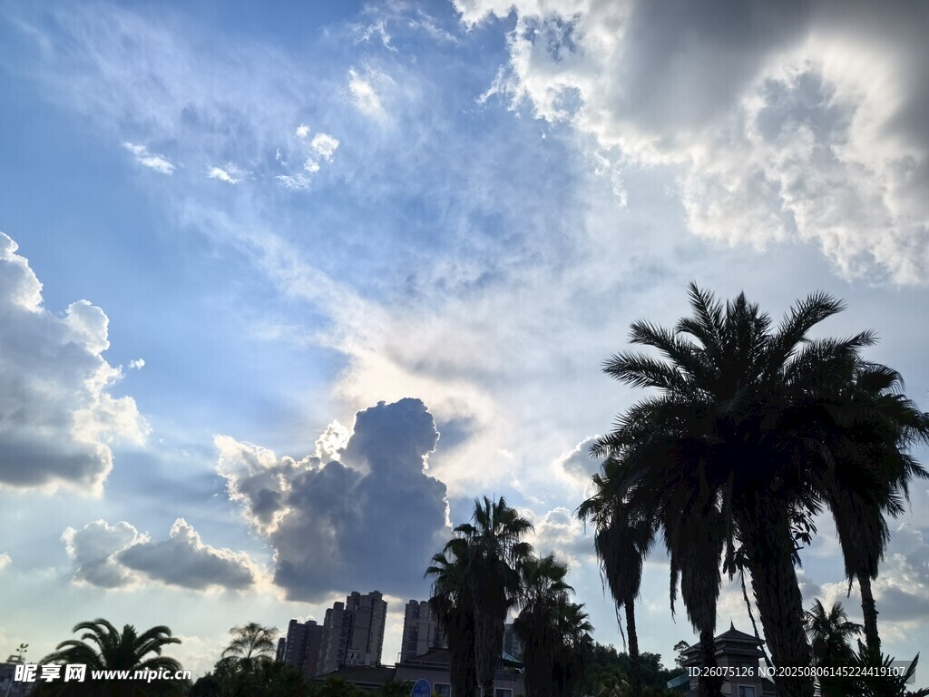 蓝天白云下的棕榈树景观