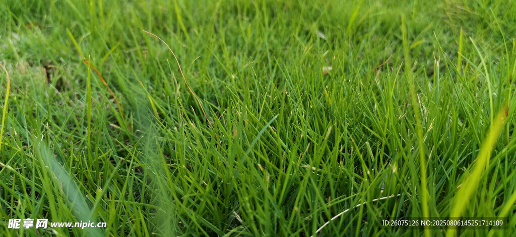 翠绿青草地地生机盎然