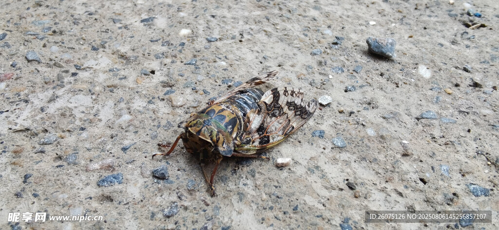 地面上的一只夏蝉