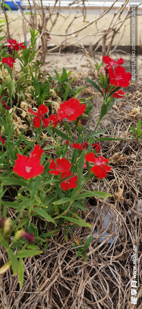 绽放的红色石竹花